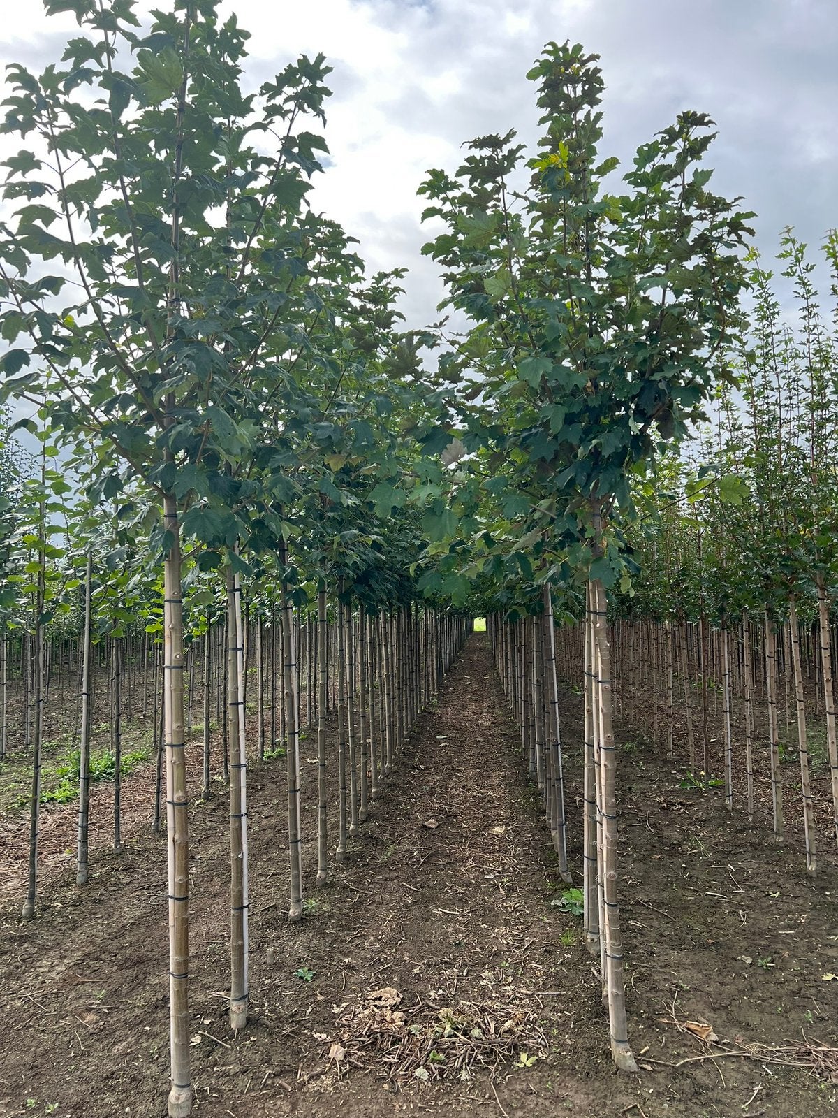Acer pseudoplatanus Bruchem esdoorn, Tuin en Terras, Ophalen, Overige soorten, 250 tot 400 cm