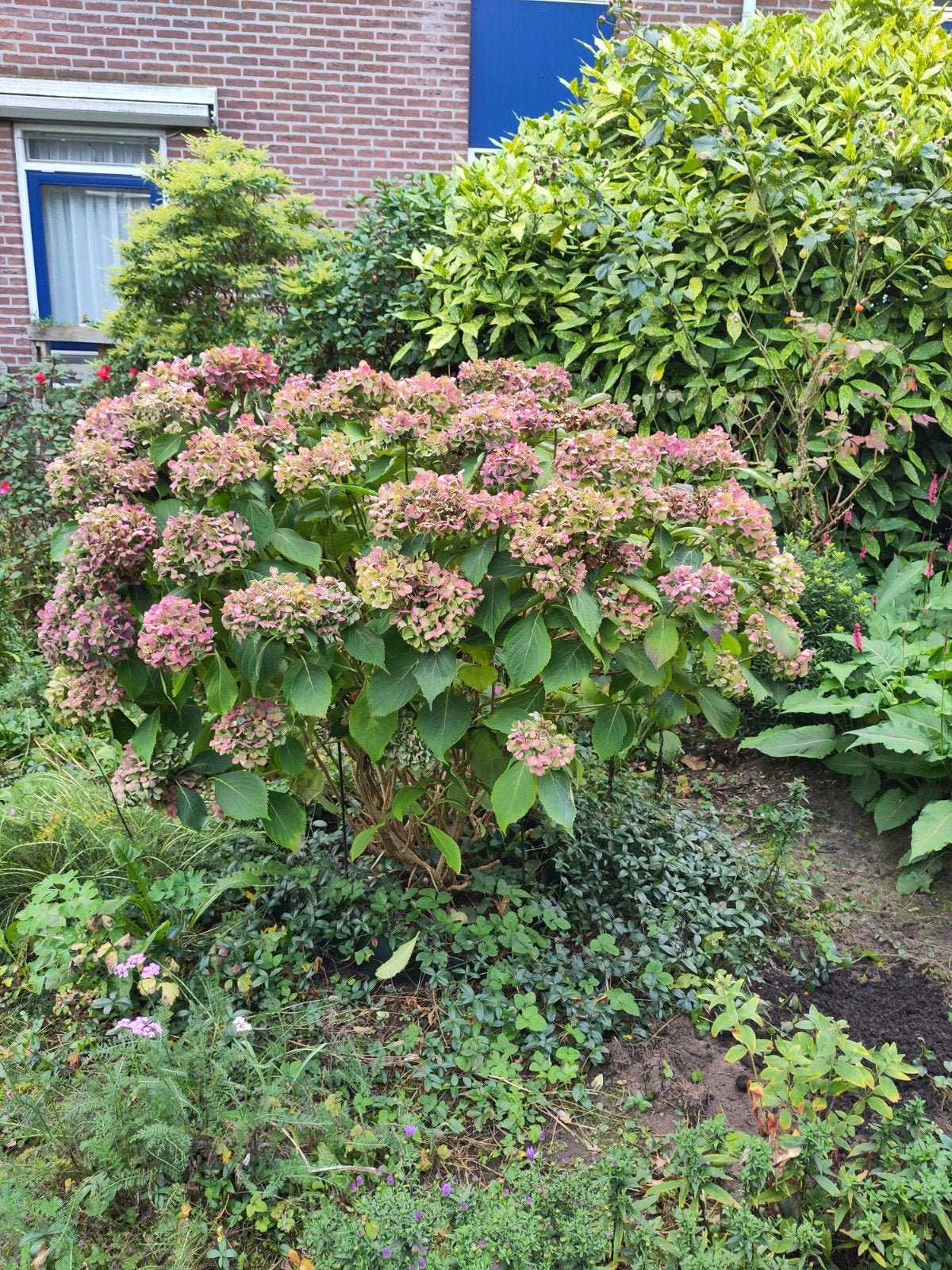 Hortensia, blauw, Vaste plant, Halfschaduw, Zomer, Ophalen