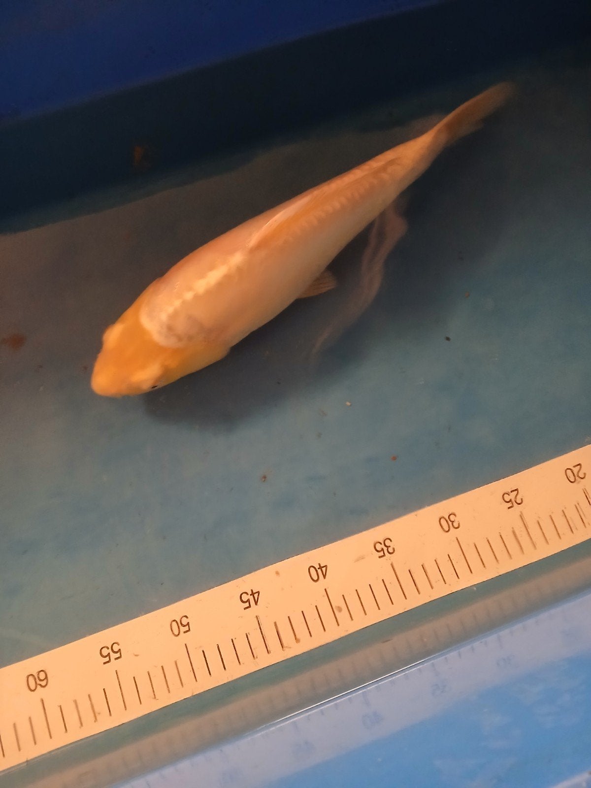 koi karper, Karper of Koi