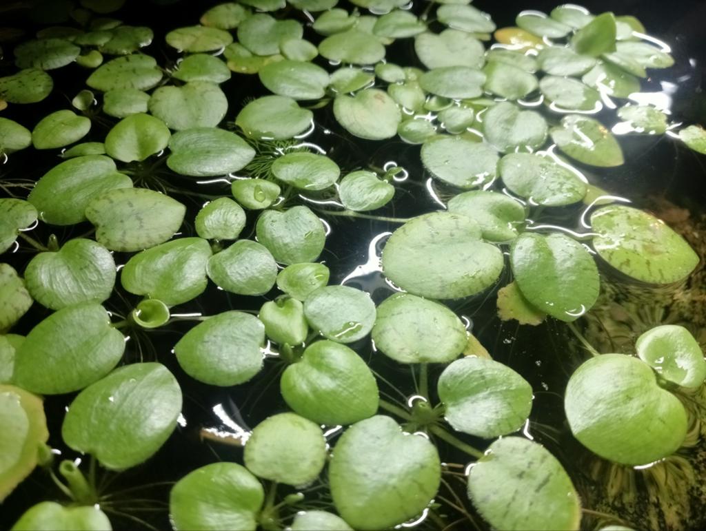 Prachtige drijfplanten, Dieren en Toebehoren, Vissen | Aquaria en Toebehoren, Ophalen, Nieuw, Plant(en), Steen of Hout