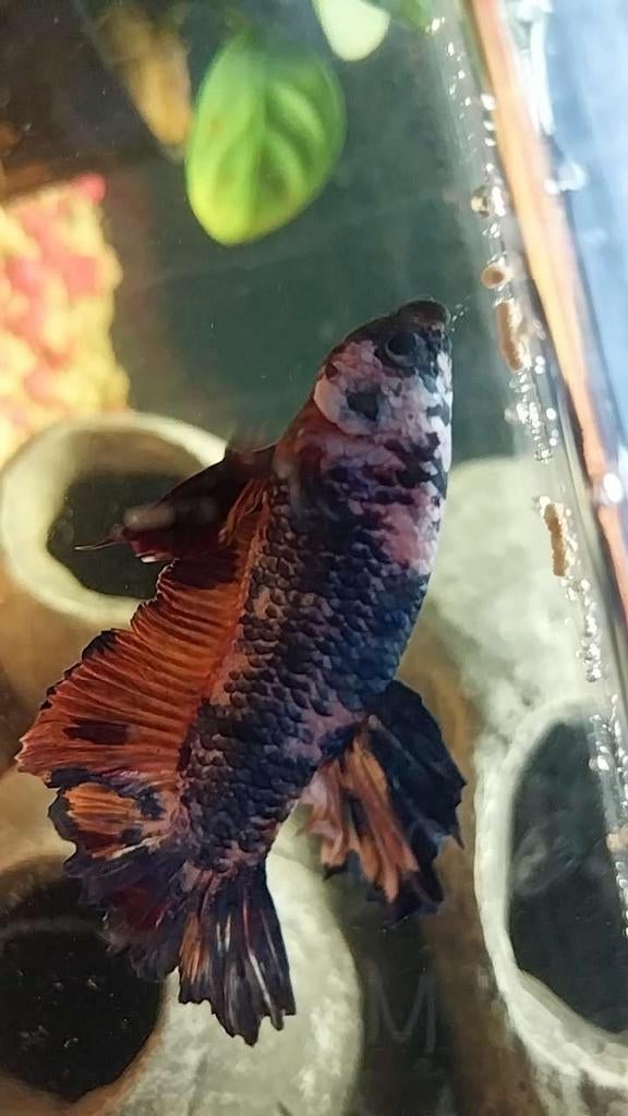 Betta man koi, Dieren en Toebehoren, Vis, Zoetwatervis