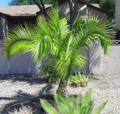 15 x Phoenix Rupicola ( klippen dadelpalm ) palmboom zaad, Ophalen, Gehele jaar, Volle zon, Zaad
