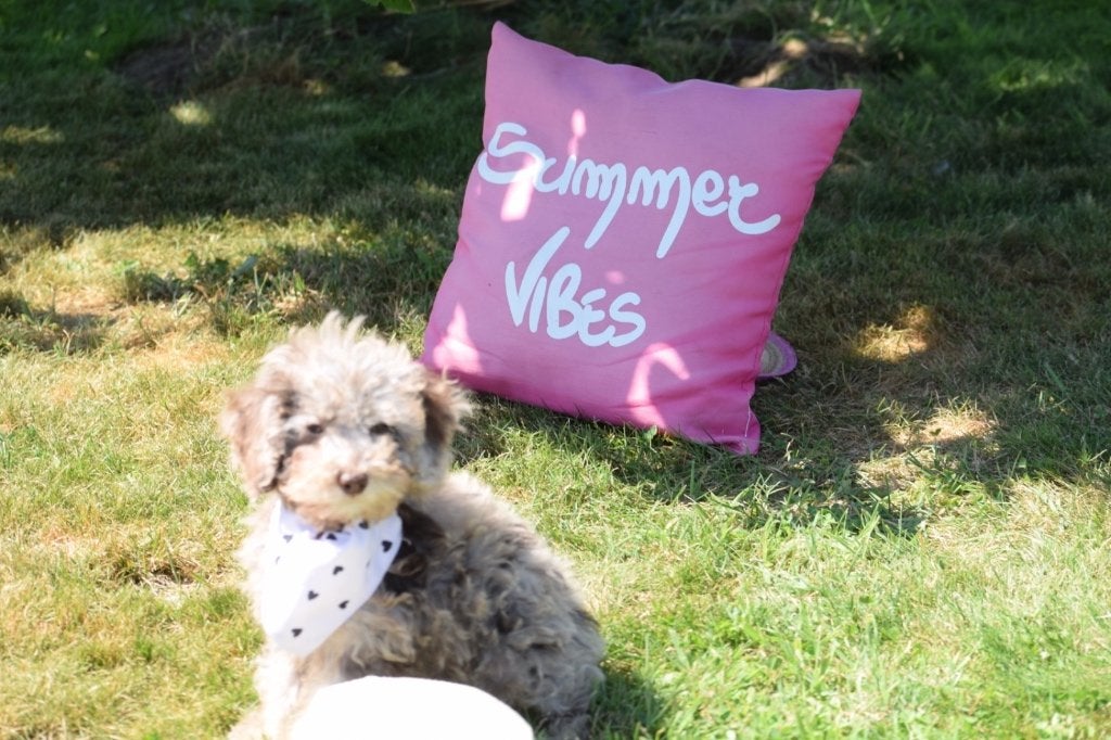 Poedel pups mooi klein blijvend, Poedel, België, 8 tot 15 weken, Meerdere