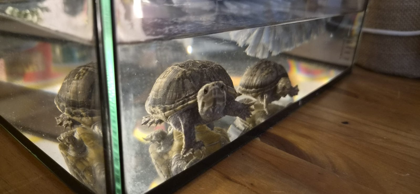 Muskus schildpadden, Ophalen of Verzenden