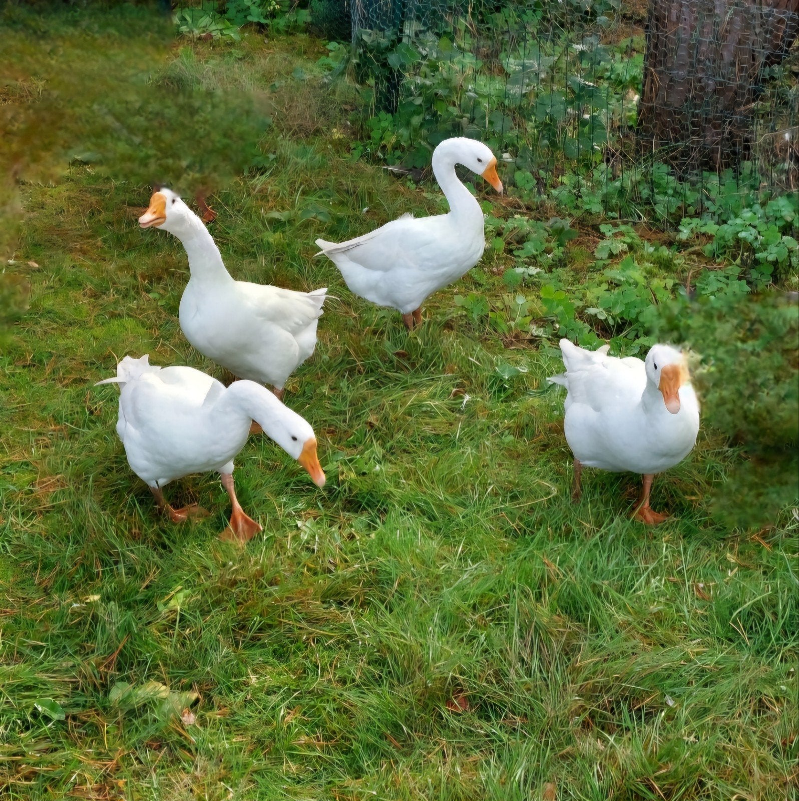 Koppels witte Chinese knobbelganzen 2026, Dieren en Toebehoren, Meerdere dieren, Gans of Zwaan
