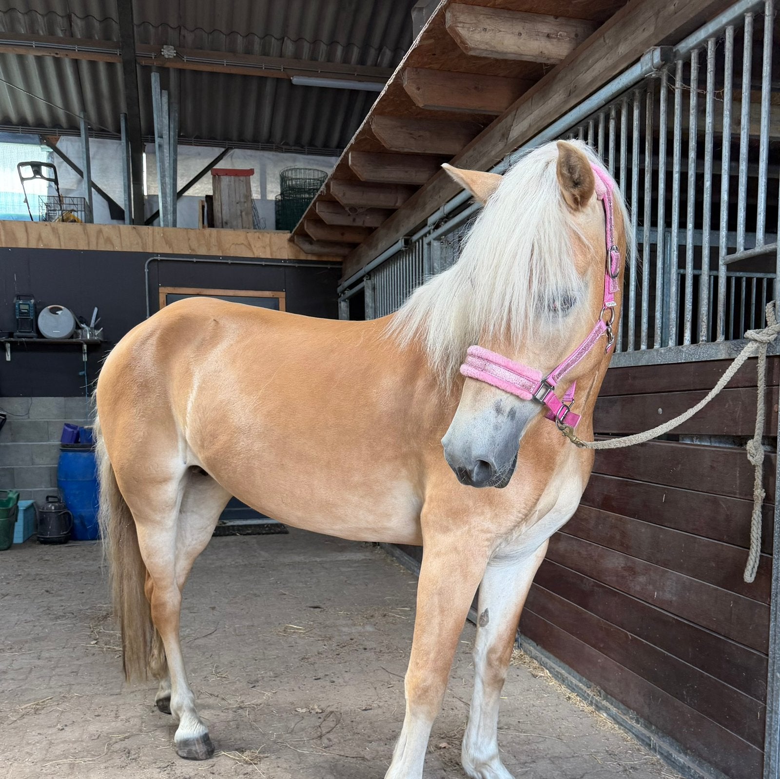 5 jarige haflinger (fok)merrie & Eyecatcher haflinger ruin, Minder dan 160 cm, Met stamboom, Ruin, 3 tot 6 jaar