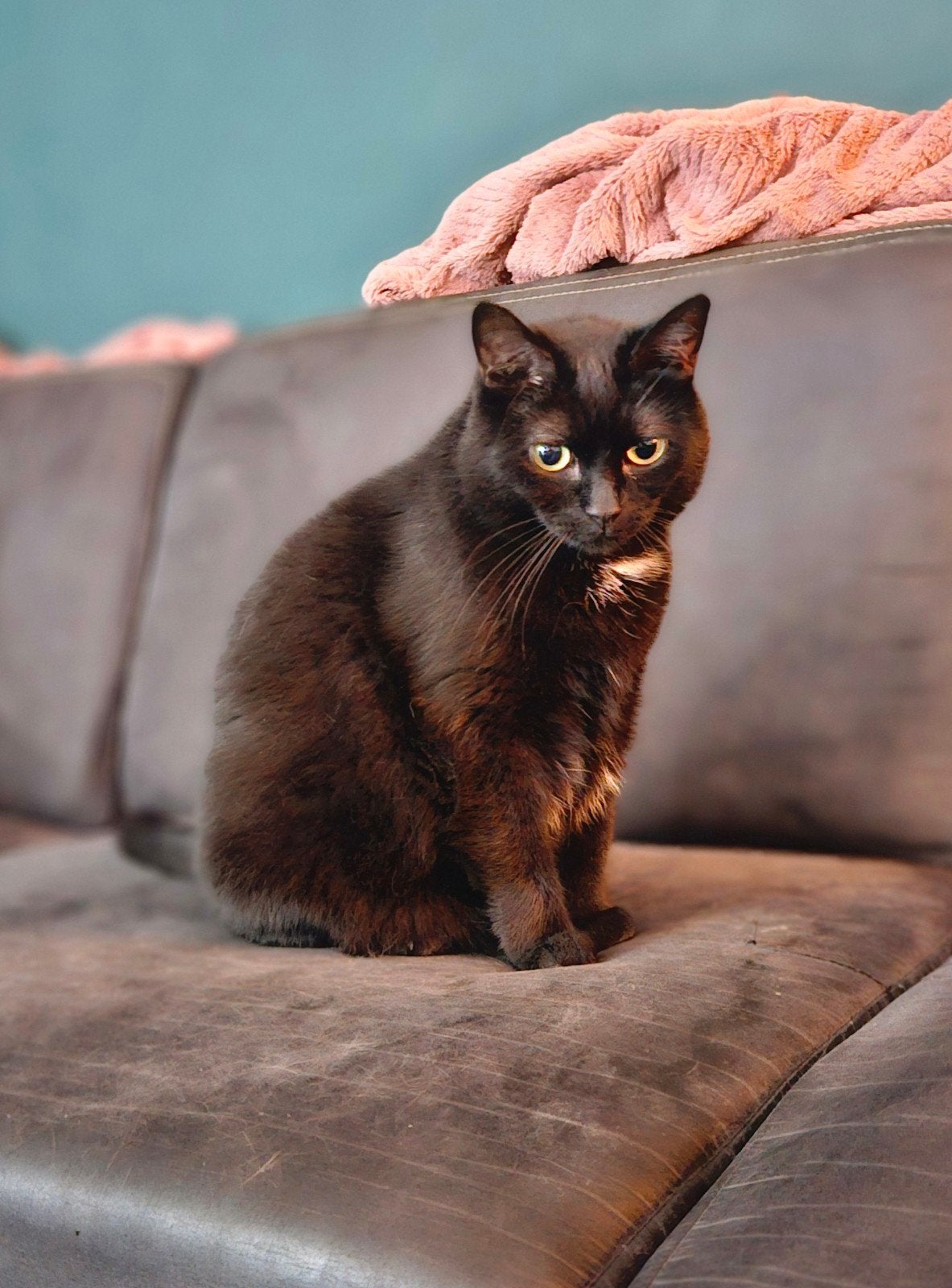 mooie poes, Dieren en Toebehoren, Poes, Kortharig, 6 jaar of ouder