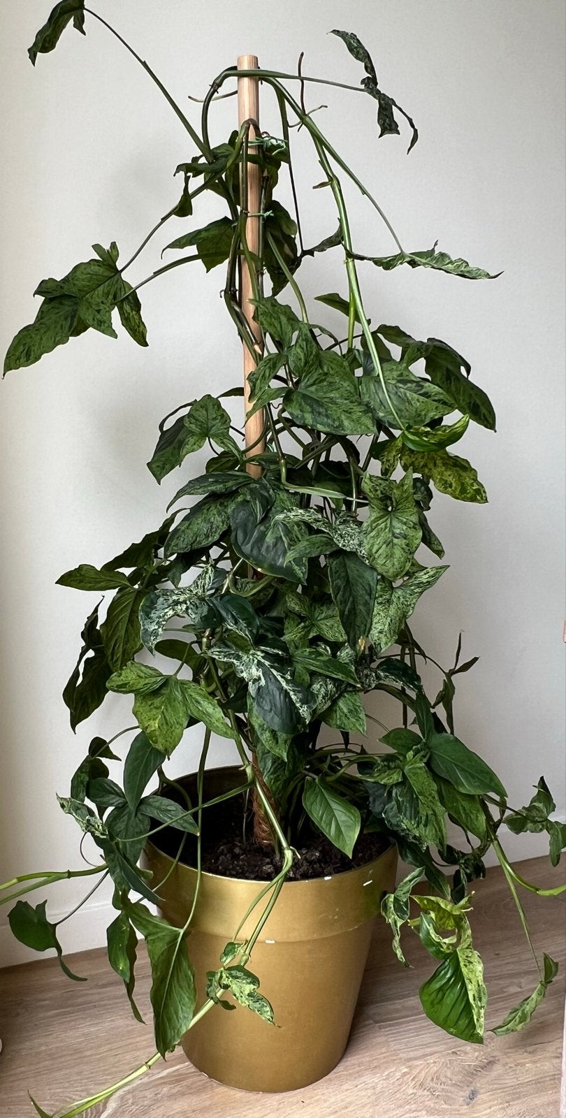 Grote Syngonium Mojito op mosstok - Unieke kamerplant, Ophalen, 100 tot 150 cm, Overige soorten, Halfschaduw