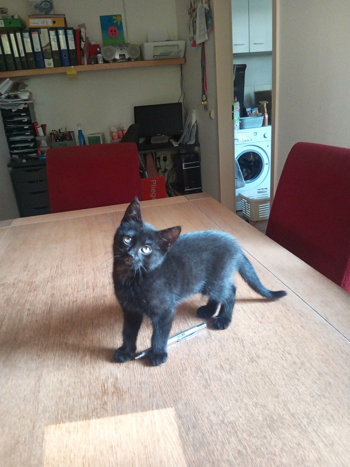 Kittens, Meerdere dieren