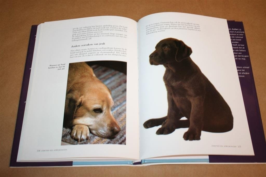 Labrador Retriever — Hondengids, Verzorging & Opvoeding, Verzenden, Gelezen, Honden