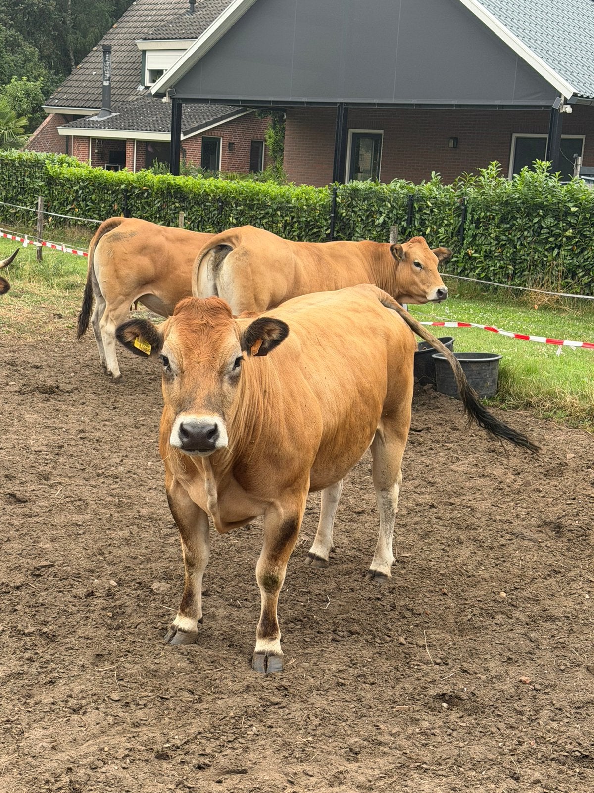Diverse Parthenaise Zoogstellen, Dieren en Toebehoren, Runderen, Meerdere dieren