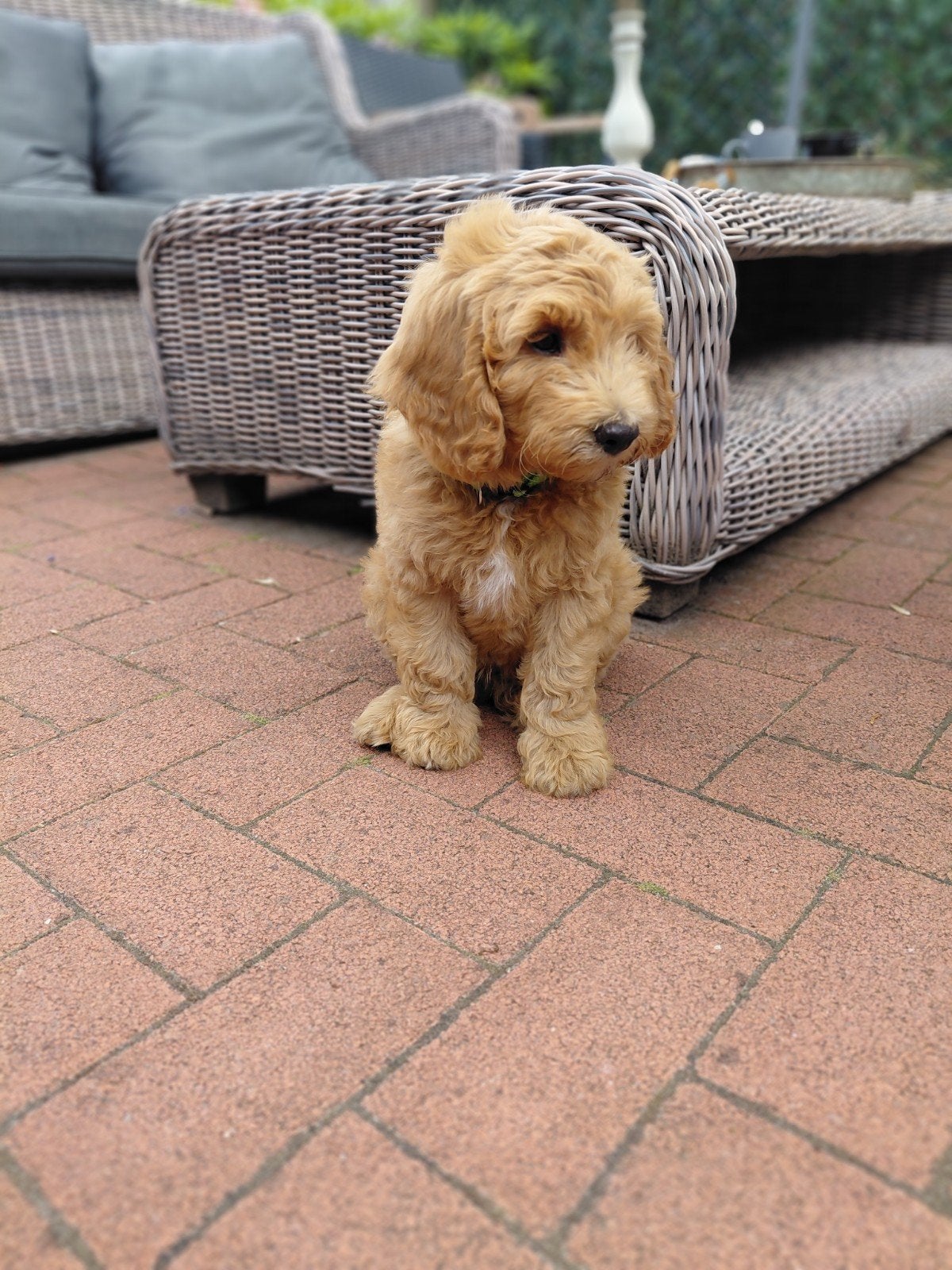 Super mooi, sociaal en heel lief reutje zoekt een 5* huisje!, Dieren en Toebehoren, Honden | Retrievers, Spaniëls en Waterhonden