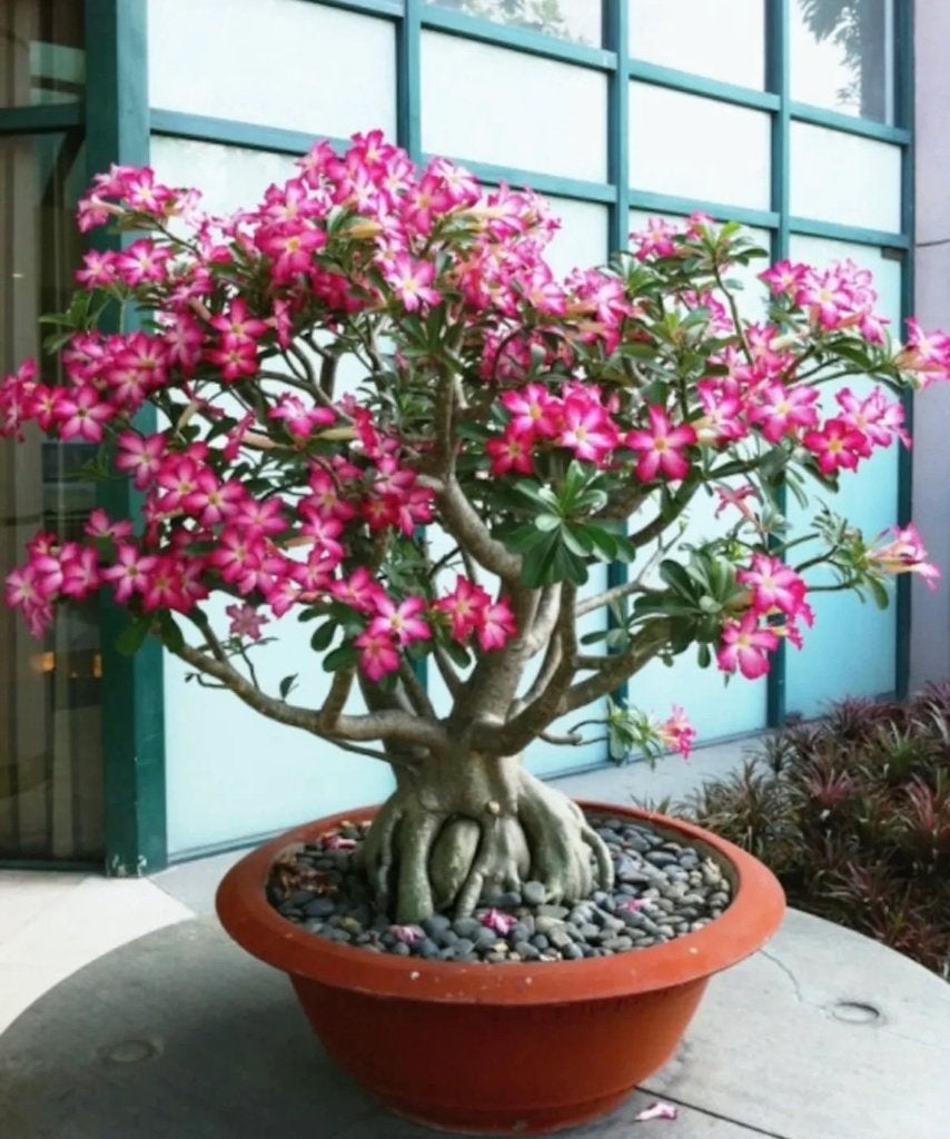 Roze Desert Rose Bonsai zaadjes, Verzenden, Gehele jaar, Volle zon, Zaad