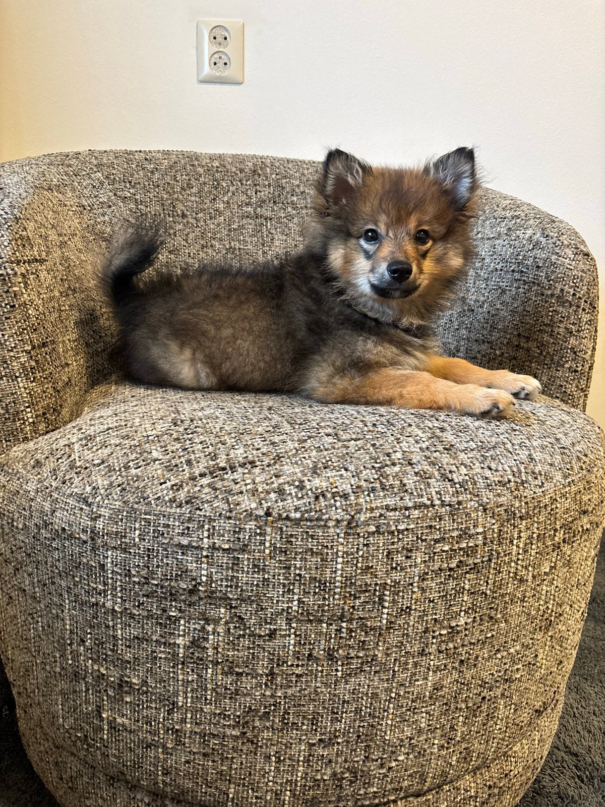 Knappe pomeriaan x keeshond pup, Parvo, Keeshond, 15 weken tot 1 jaar, Reu