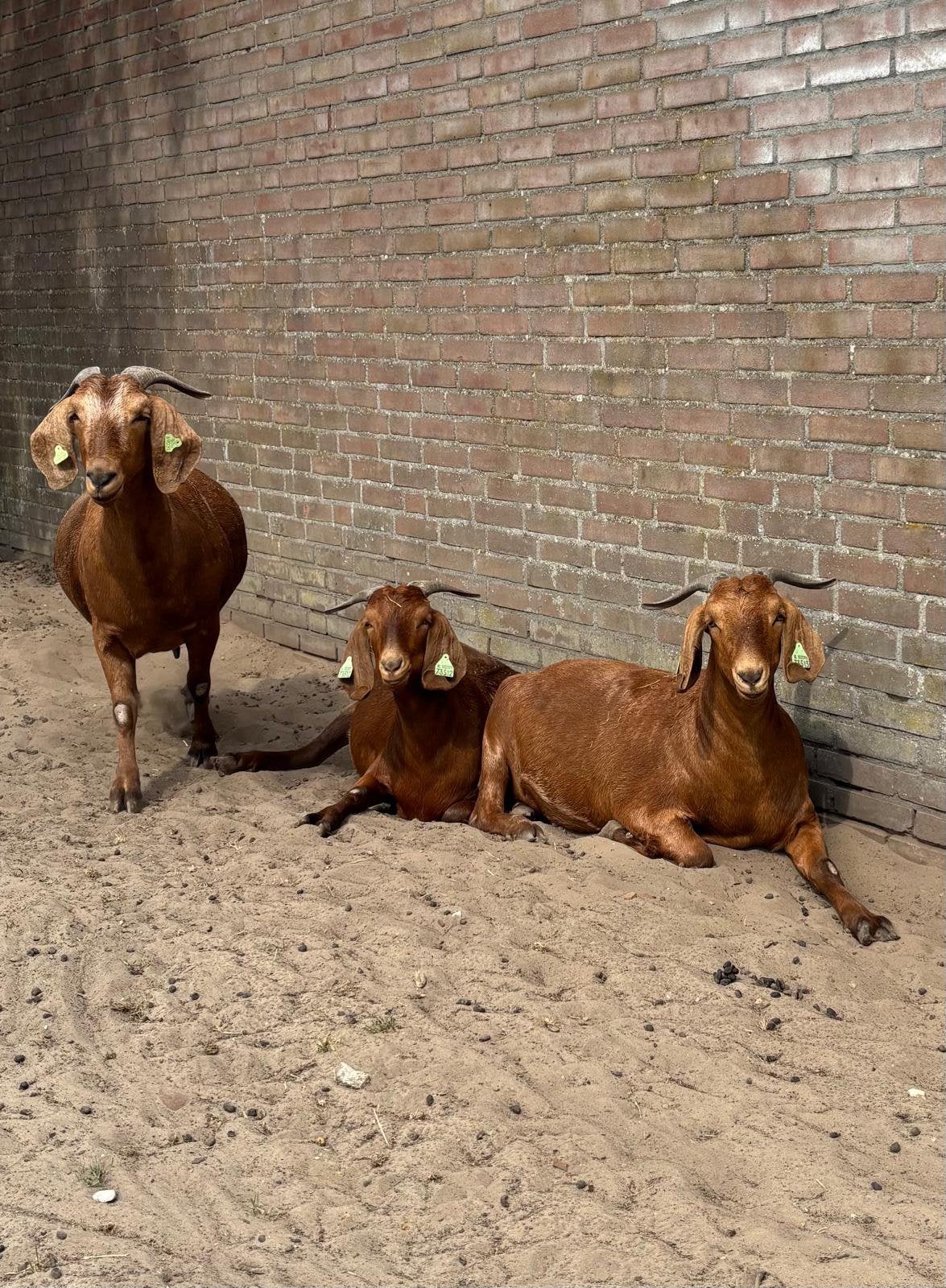 Red Kalahari geiten, Vrouwelijk, Geit