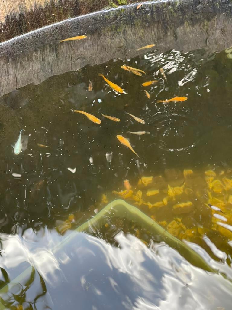 Medaka oranje 12 stuks, Dieren en Toebehoren, Vissen | Vijvervissen, Overige soorten