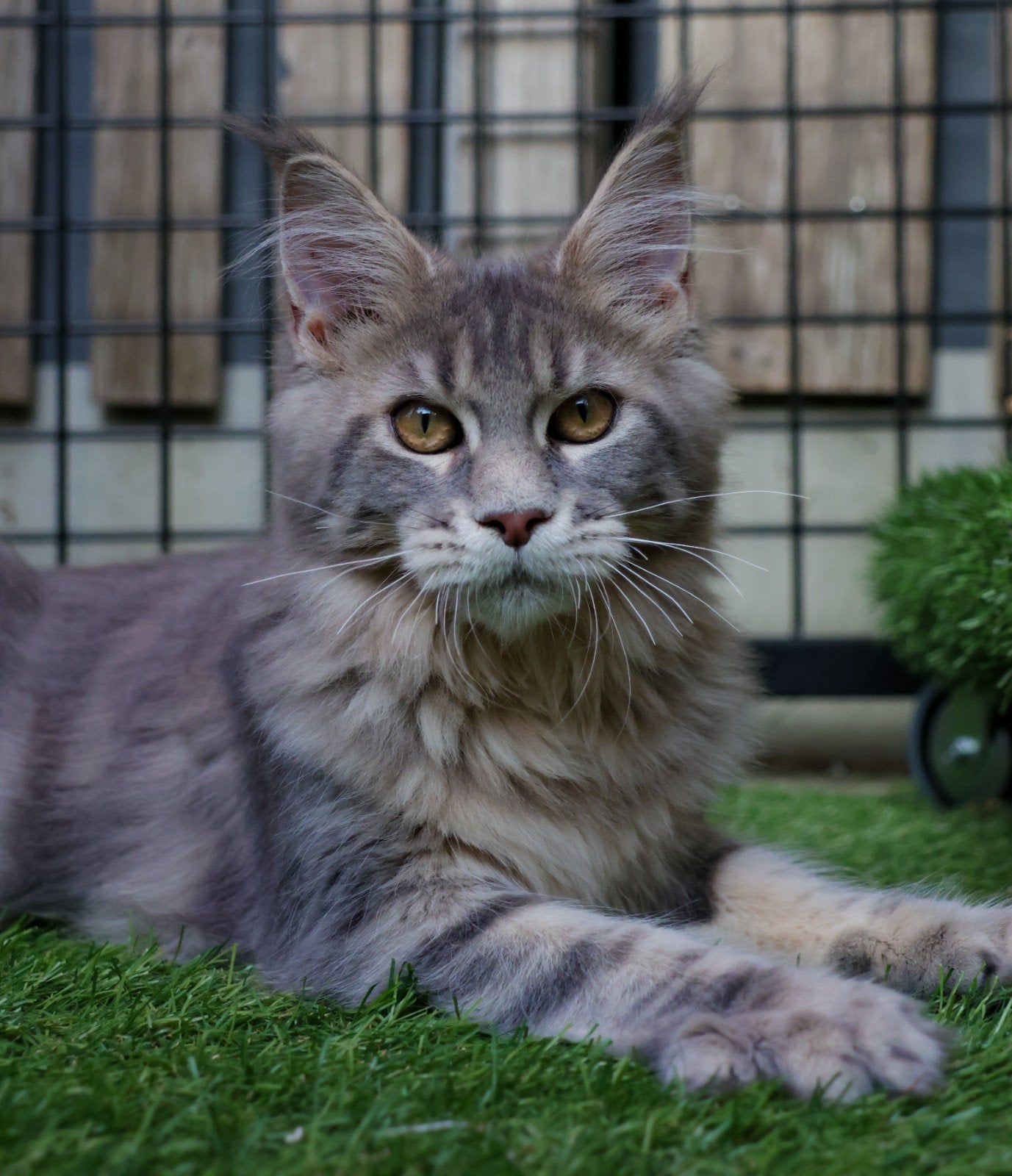 Prachtig Maine Coon Poesje Met Stamboom!, Poes, Met stamboom, 0 tot 2 jaar