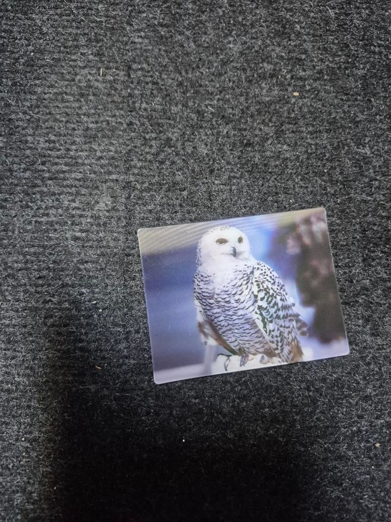 3d Sneeuw Uil 3d magneet sneeuwuil, Verzamelen, Ophalen of Verzenden, Vogel, Beeldje of Figuurtje