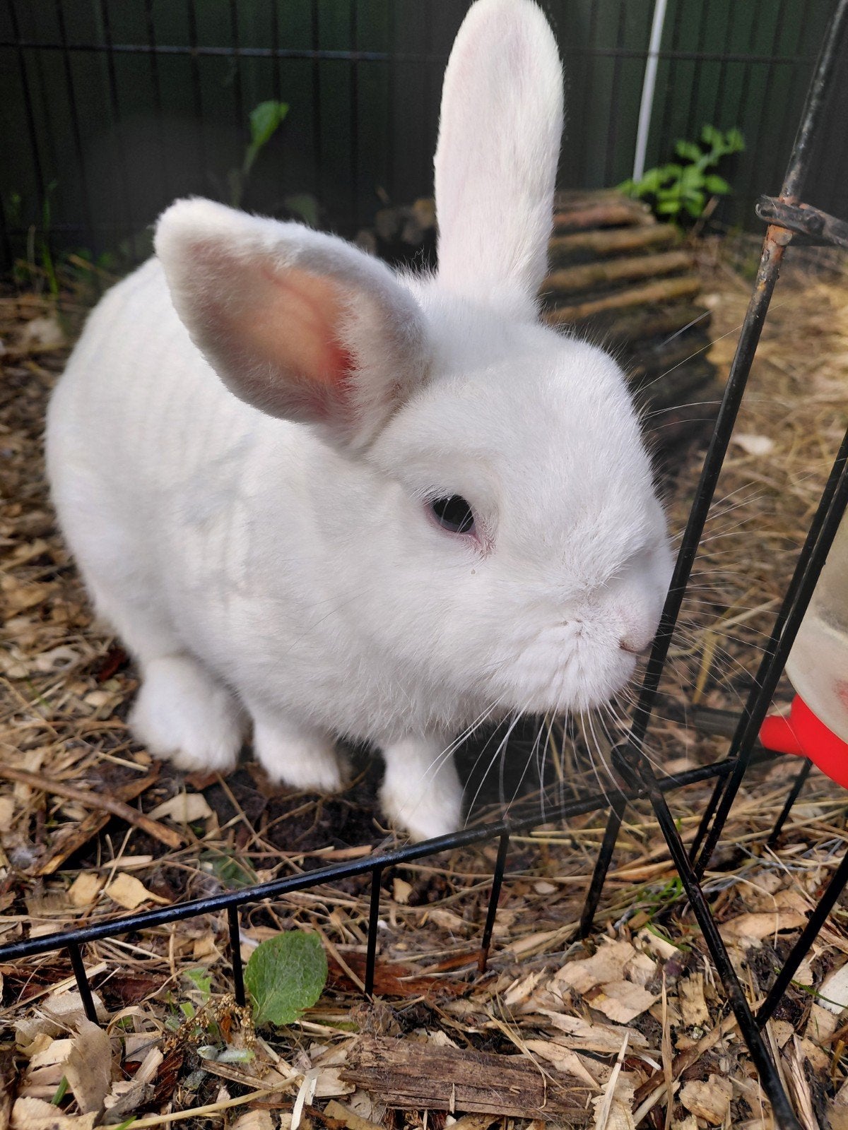 Wit, lief mannetjes konijn, Dieren en Toebehoren, Mannelijk, 0 tot 2 jaar