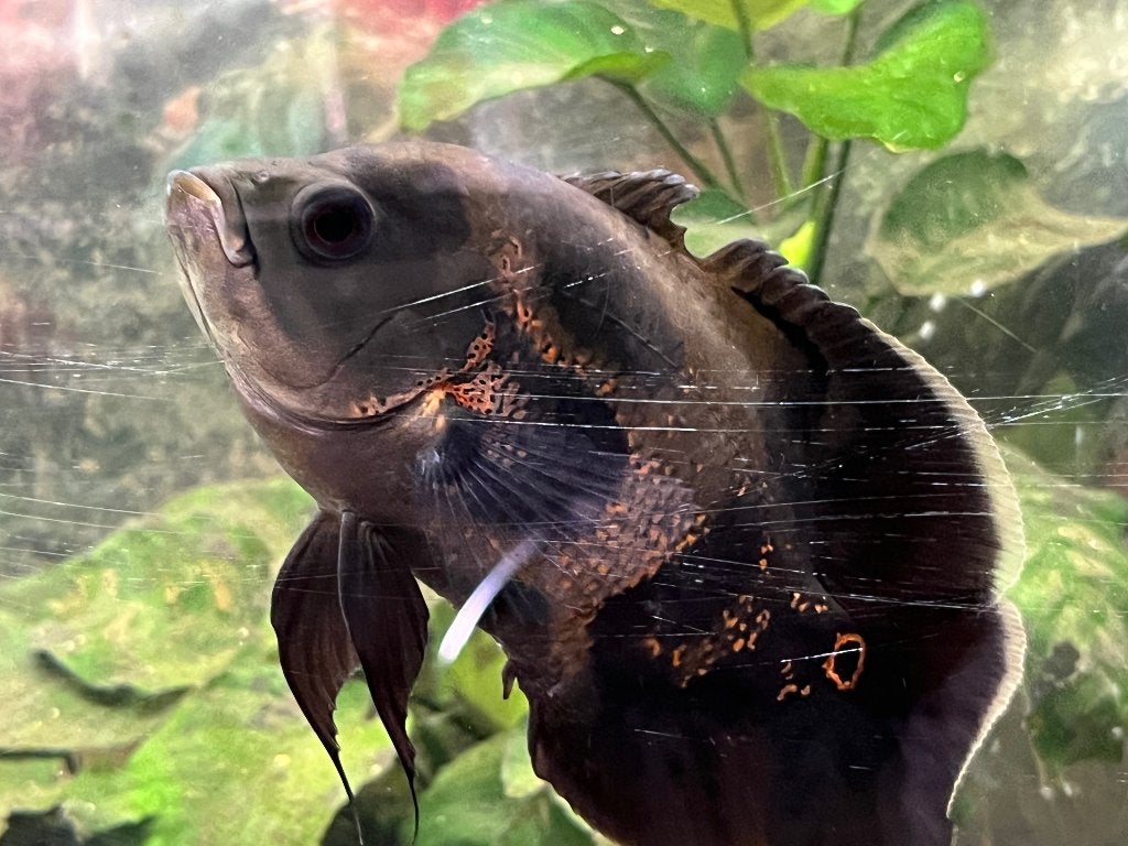 aquariumvissen, Dieren en Toebehoren, Vis, Zoetwatervis
