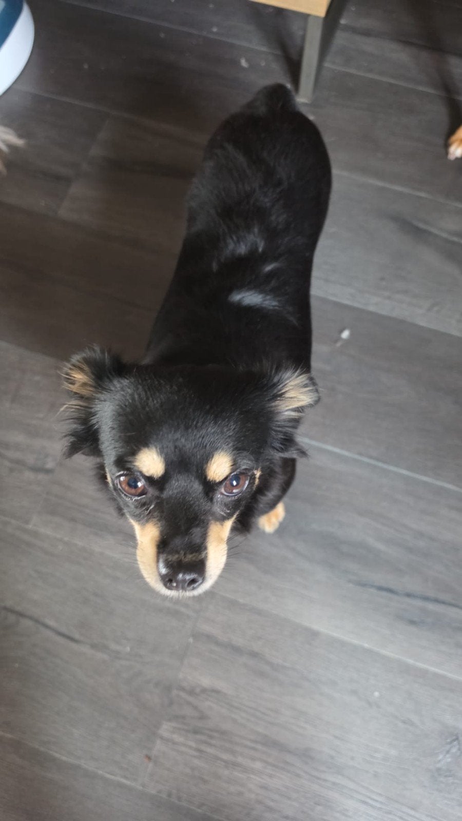Chihuahua 4 jaar, Dieren en Toebehoren, Honden | Chihuahua's en Gezelschapshonden, Parvo, Eén hond, Chihuahua, 3 tot 5 jaar