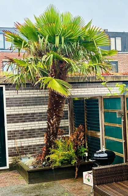Gezonde palmboom van 3 meter hoog (zelf uitgraven), Tuin en Terras, Planten | Bomen, 250 tot 400 cm, Zomer, Palmboom, Ophalen