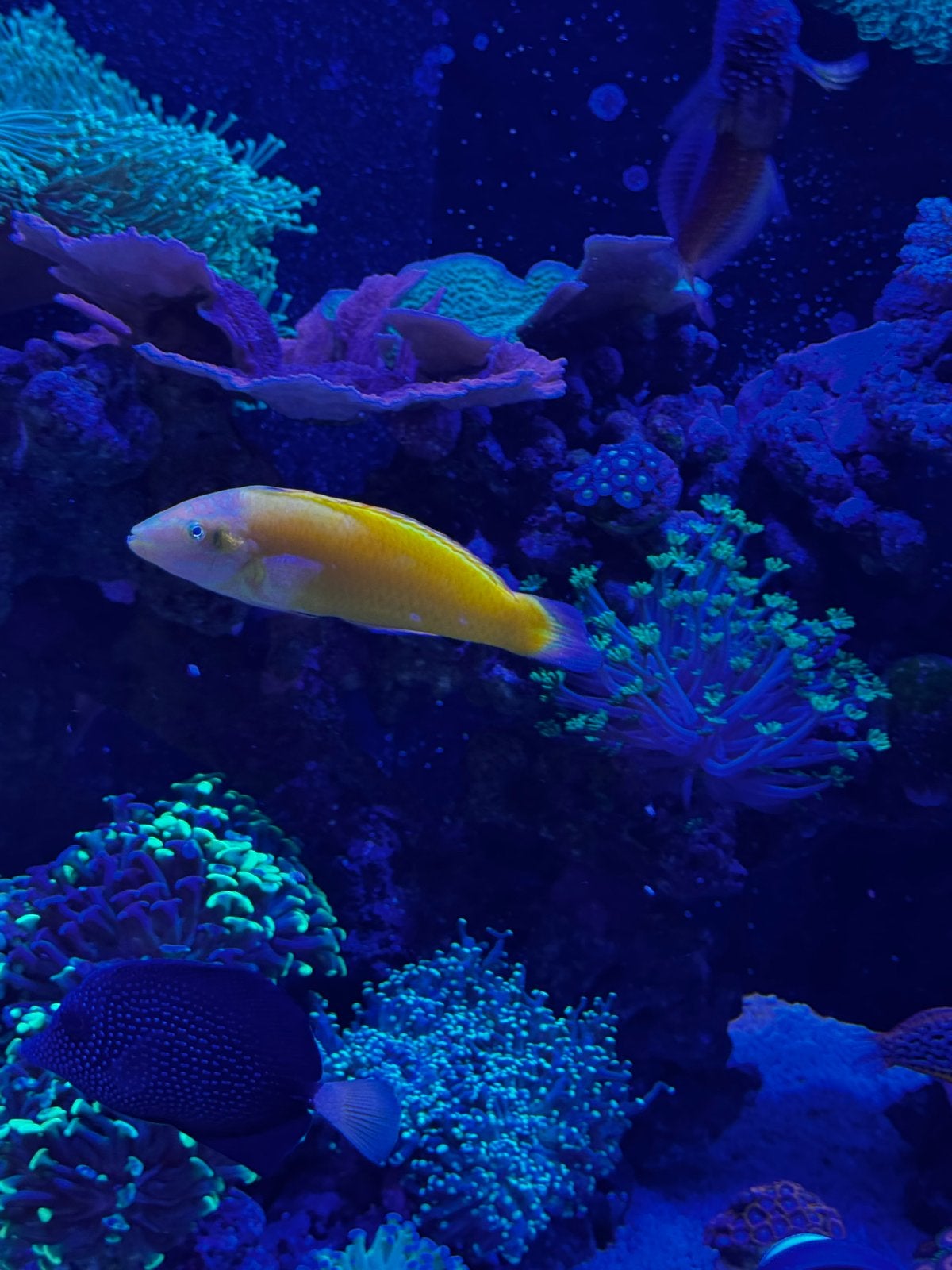Yellow Coris Wrasse (Halichoeres chrysus) lipvis