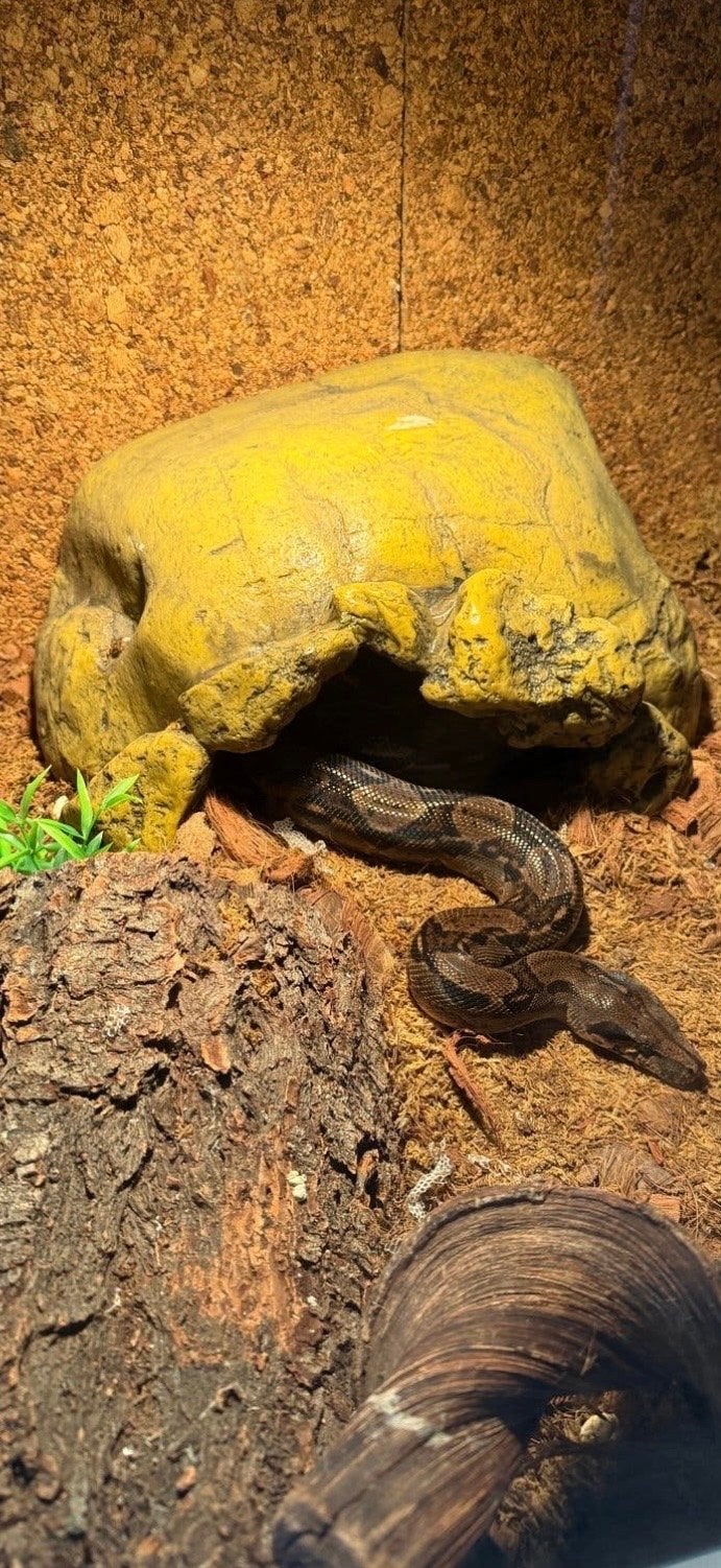 Boa contricor vrouwtje Boa Constrictor - female for sale from Jordy van Ojik