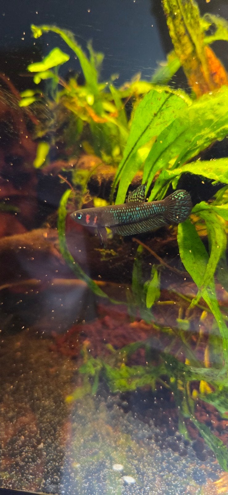 Wilde betta Hendra, Vis, Zoetwatervis