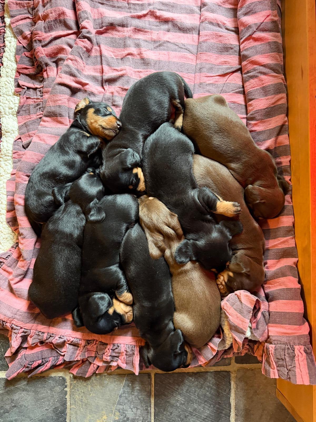 Teckel pups Black&tan Choco&tan, Dieren en Toebehoren, Standaard, 8 tot 15 weken, Meerdere, Meerdere dieren