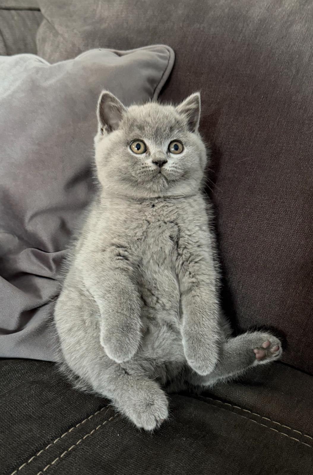 Britse korthaar kittens Lilac en Blue, Meerdere dieren, Ontwormd, 0 tot 2 jaar