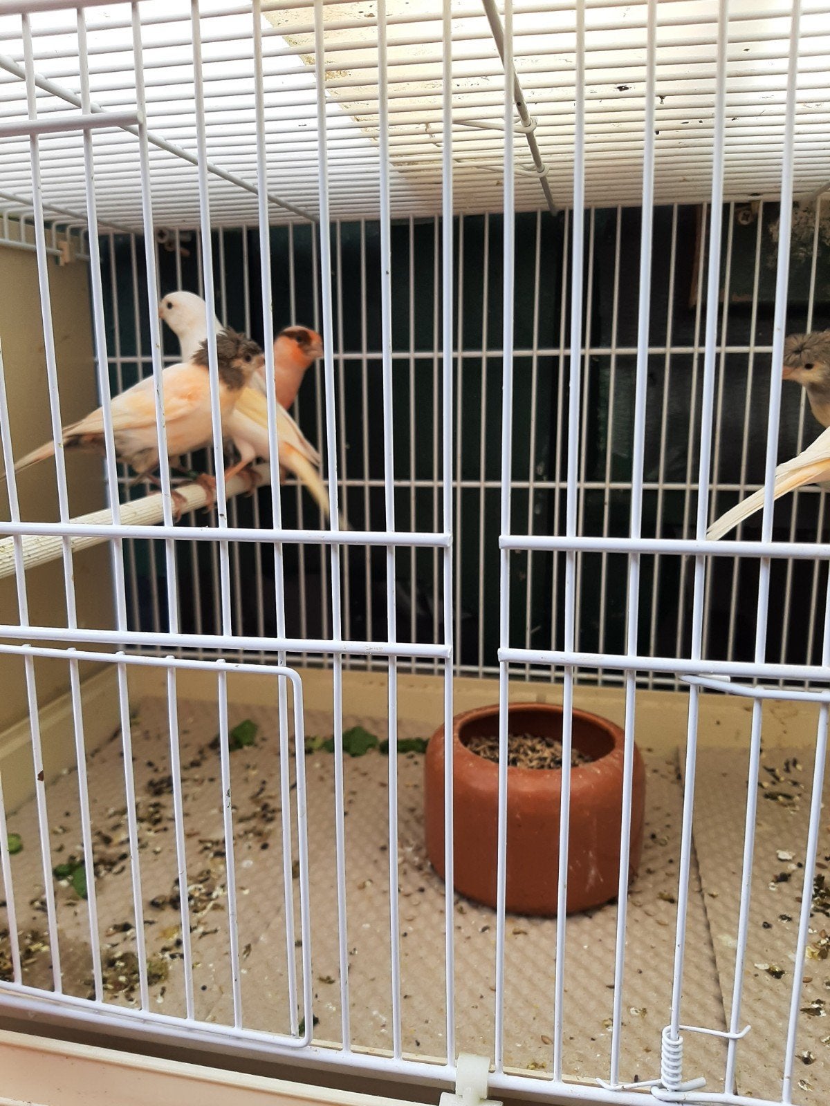 t.k 4 koppels en 3 poppen harlekijn kanaries lichtbont rood, Meerdere dieren, Kleurkanarie