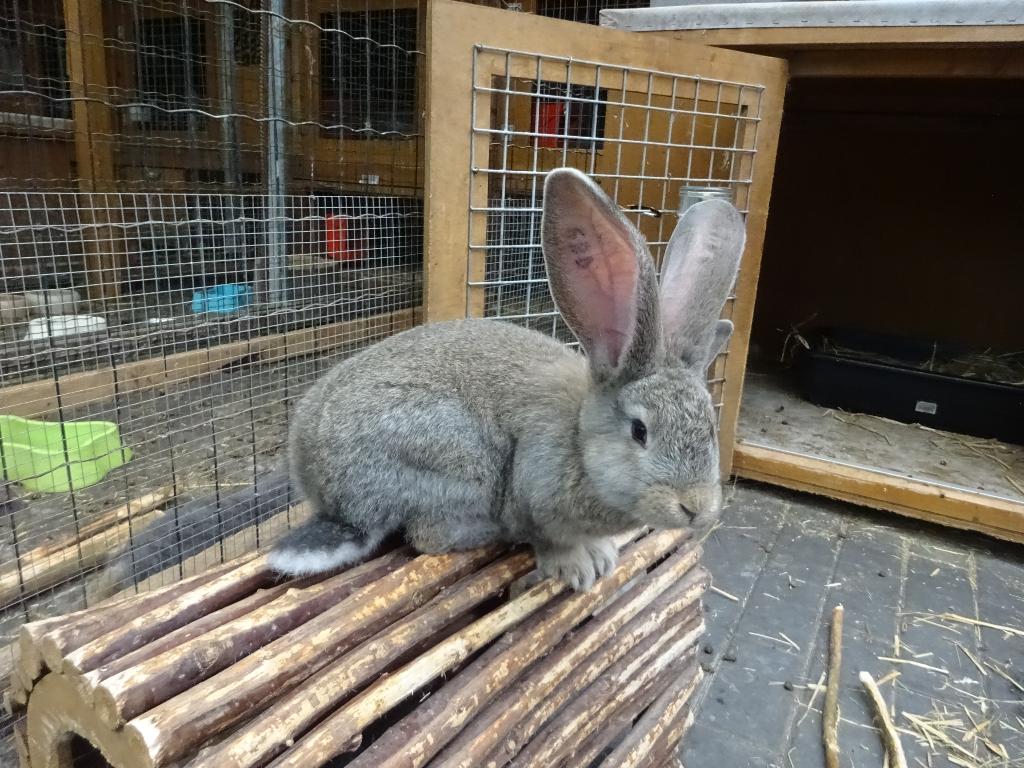 vlaamse reuzen voedsters 9 weken ingeënt, Dieren en Toebehoren, Konijnen, Vrouwelijk, Groot, 0 tot 2 jaar