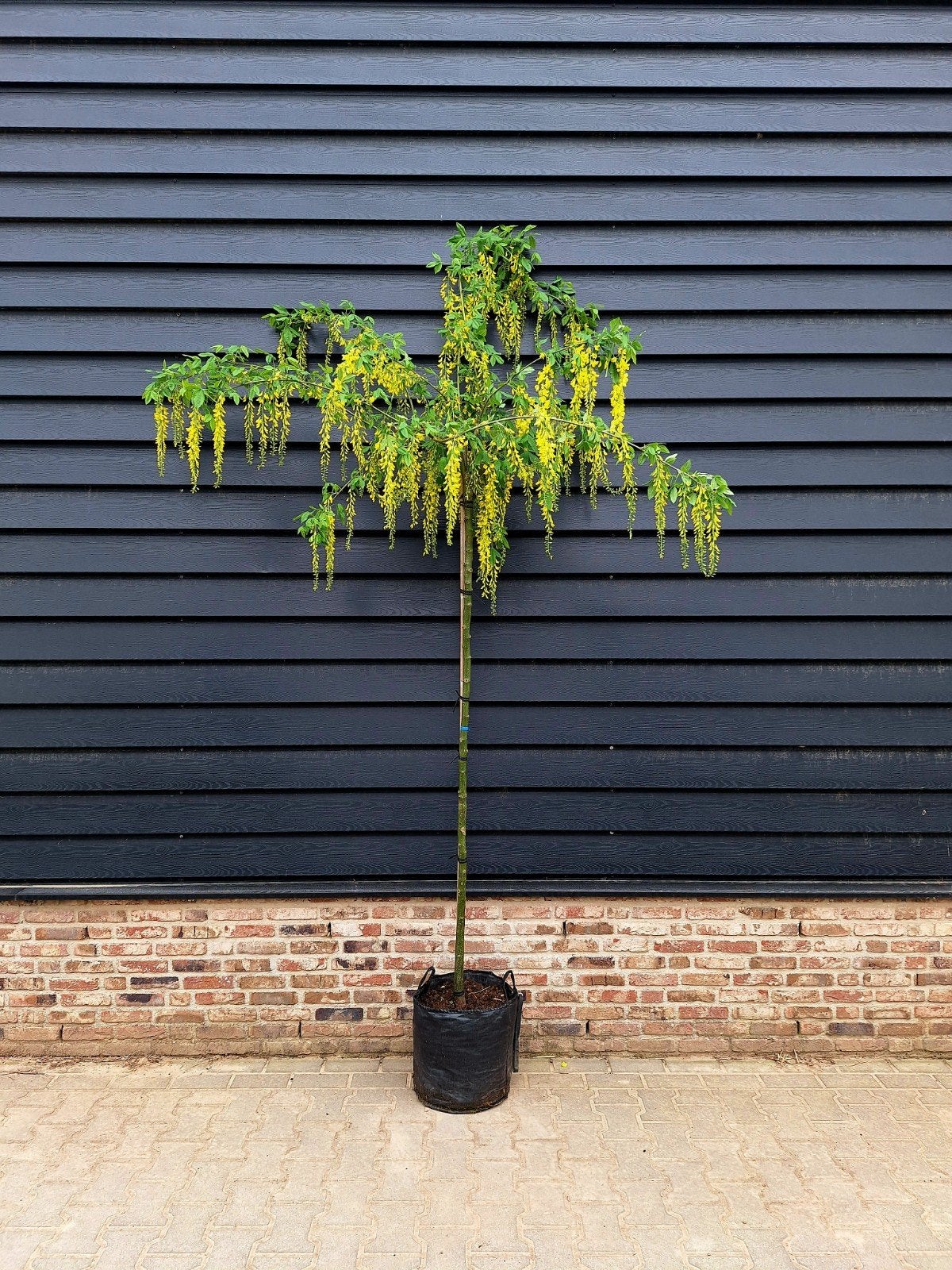 Laburnum watereri 'Vossii' (Gouden Regen)🌳, Tuin en Terras, Planten | Bomen, Ophalen, Zomer, Volle zon, Overige soorten