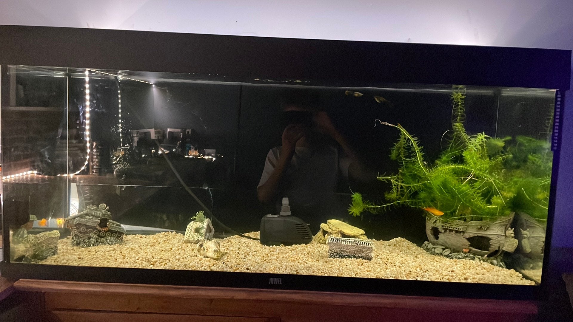 Groot juwel aquarium, Ophalen, Pomp, Juwel, Gevuld zoetwateraquarium