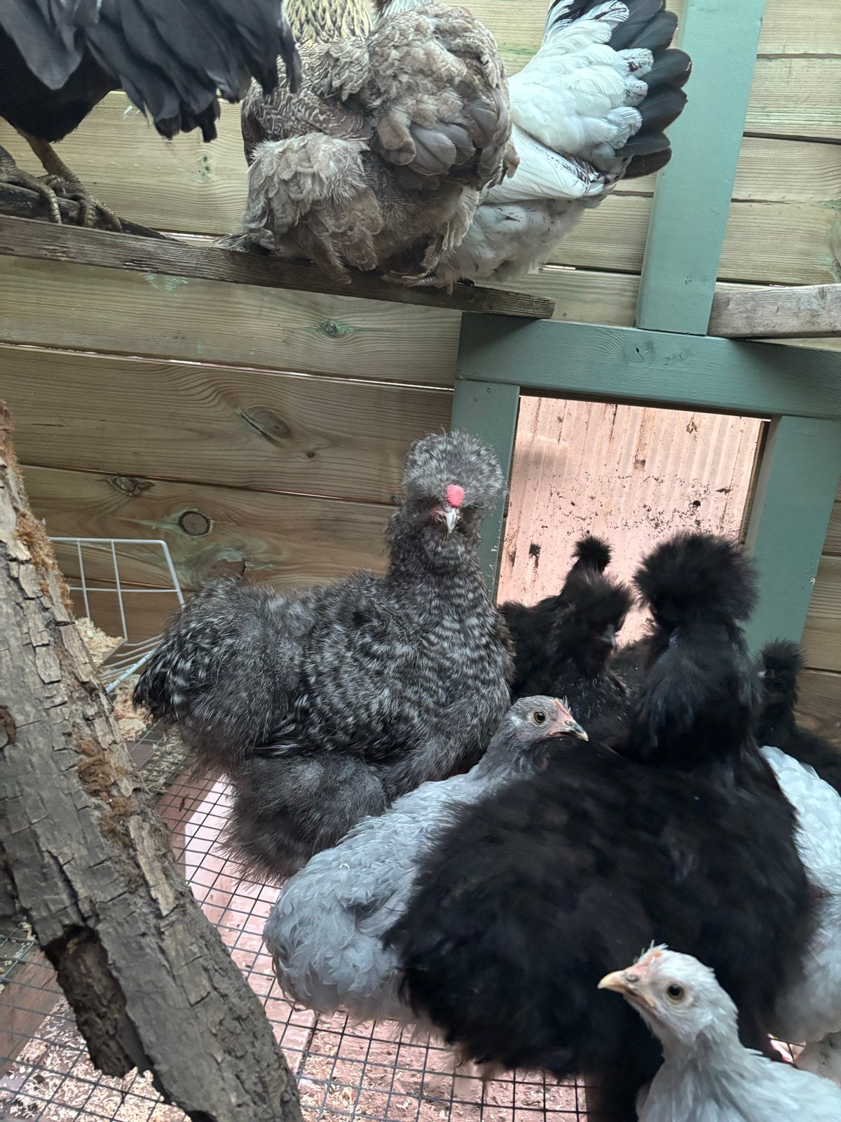 Koekoek zijdehoen haantje, Dieren en Toebehoren, Pluimvee, Mannelijk, Kip