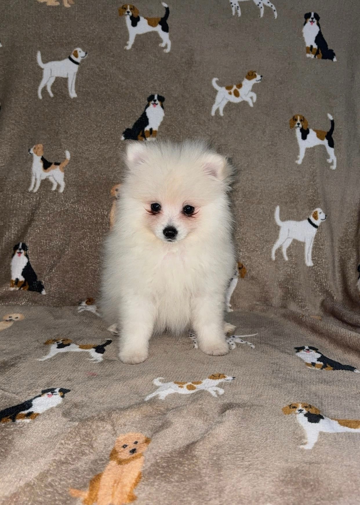 Pomeranian Pomeriaan Klein Dwerg Kees Pup Teefje Teef, Overige rassen, 8 tot 15 weken, Teef, Eén hond