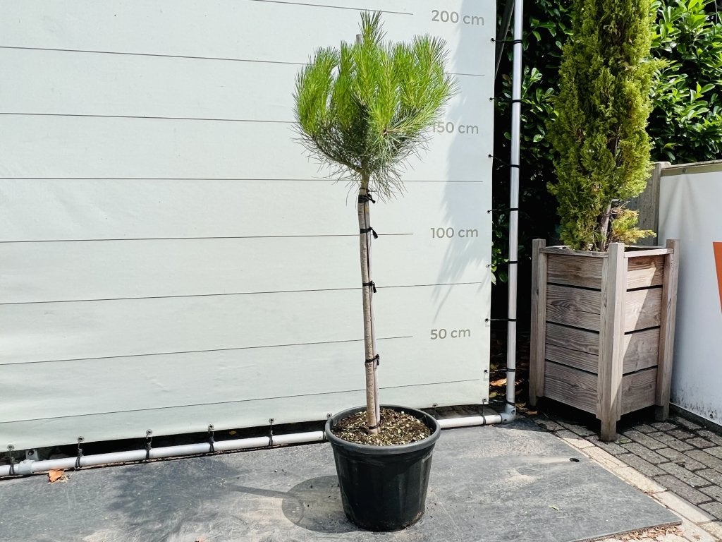 Pijnboom - Pinus Pinea, In pot, Bloeit niet, Halfschaduw, 100 tot 250 cm