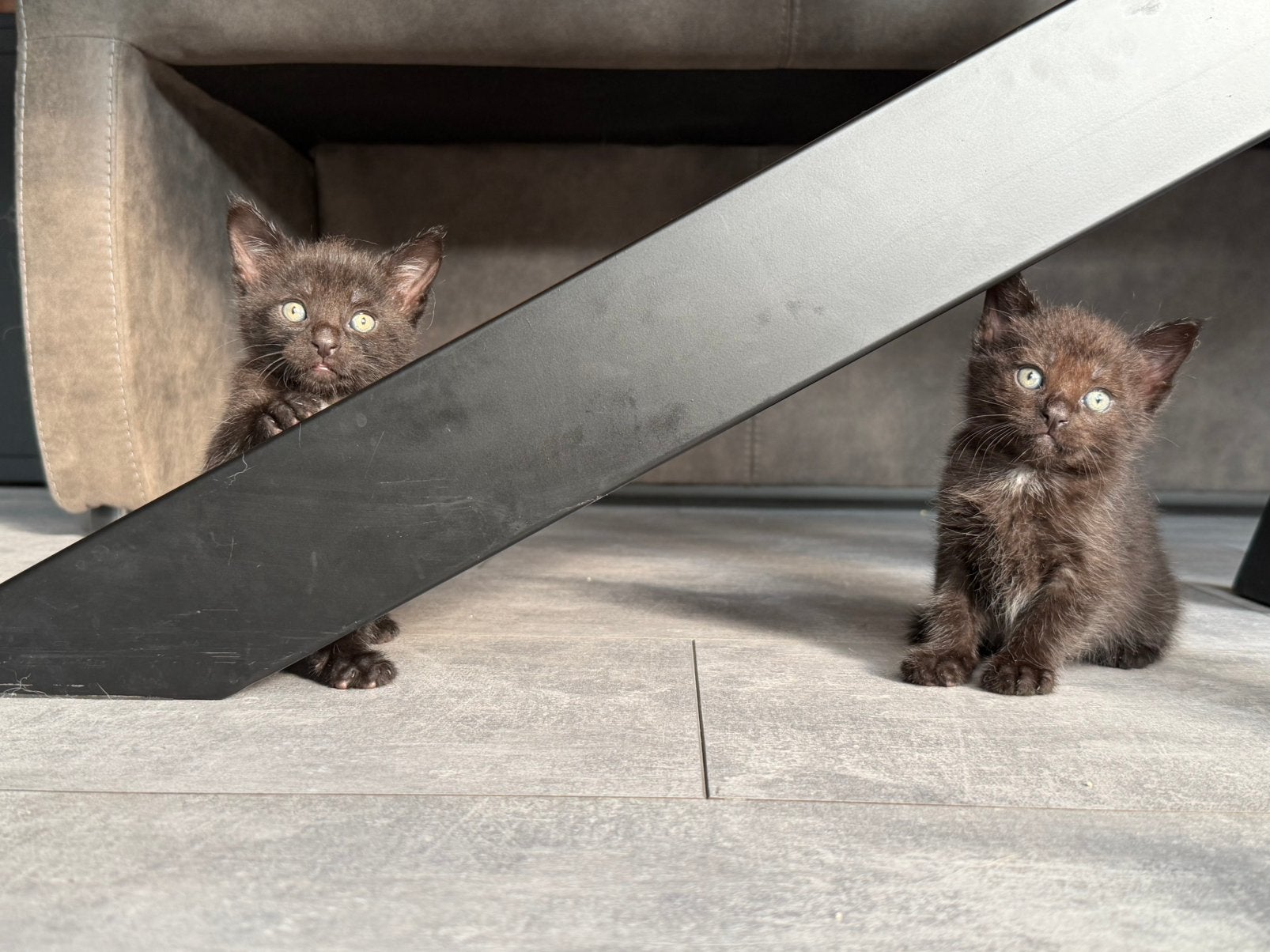 Prachtige Maine coon kruising kittens, Meerdere dieren, Ontwormd, 0 tot 2 jaar