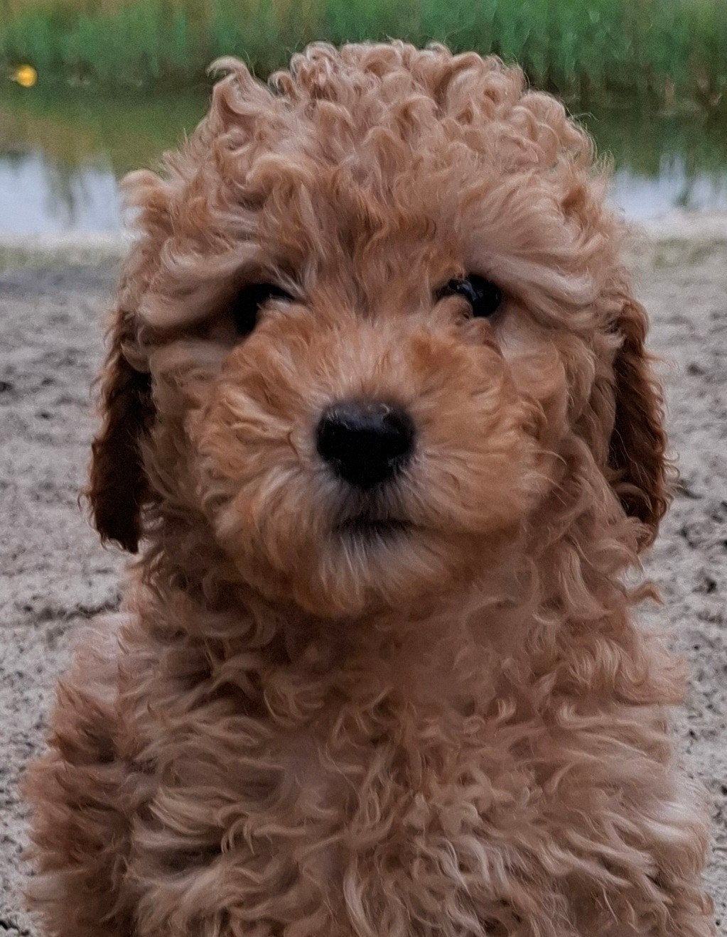 Labradoodle pups, Dieren en Toebehoren, Nederland, Parvo, Overige rassen, 8 tot 15 weken