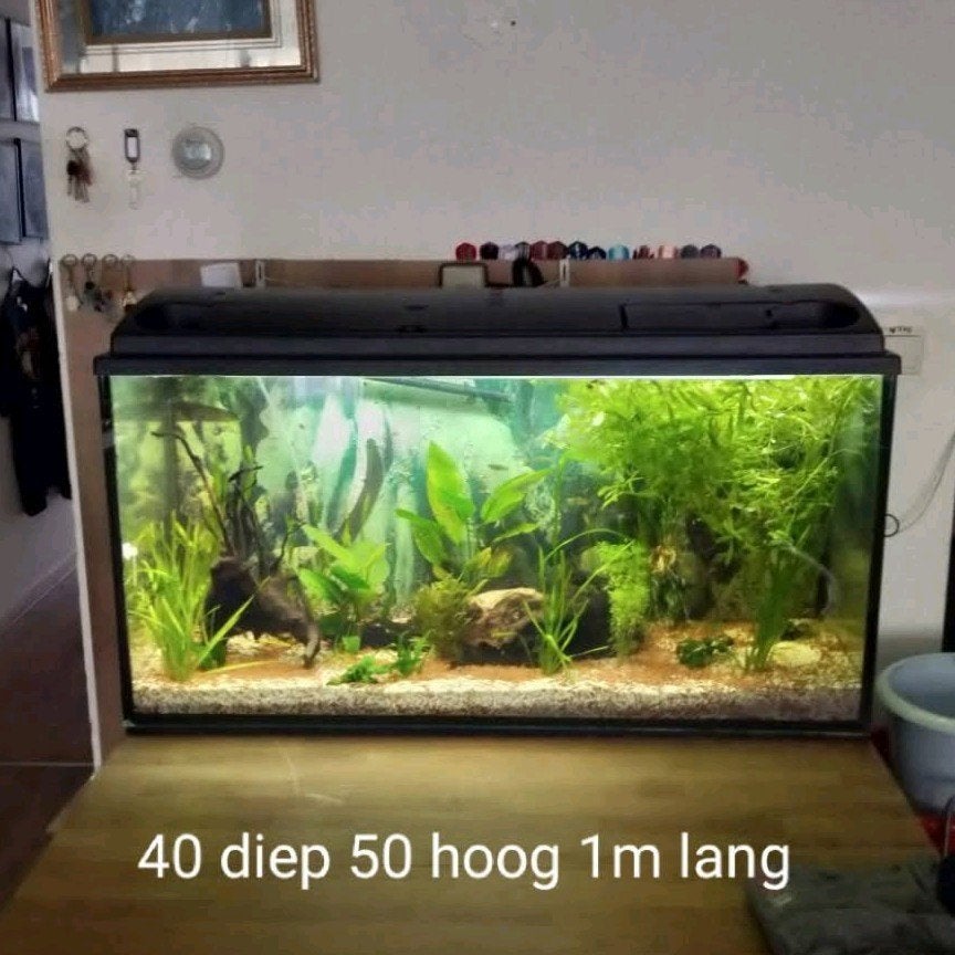 kompleet aquarium met pomp, Ophalen, Zo goed als nieuw, Plant(en), Steen of Hout, Overige merken