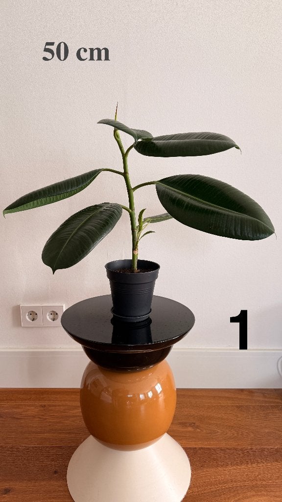 Ficus elastica rubberboom — zelf opgekweekt, 50 tot 110 cm, Ophalen, Ficus, Halfschaduw, Minder dan 100 cm