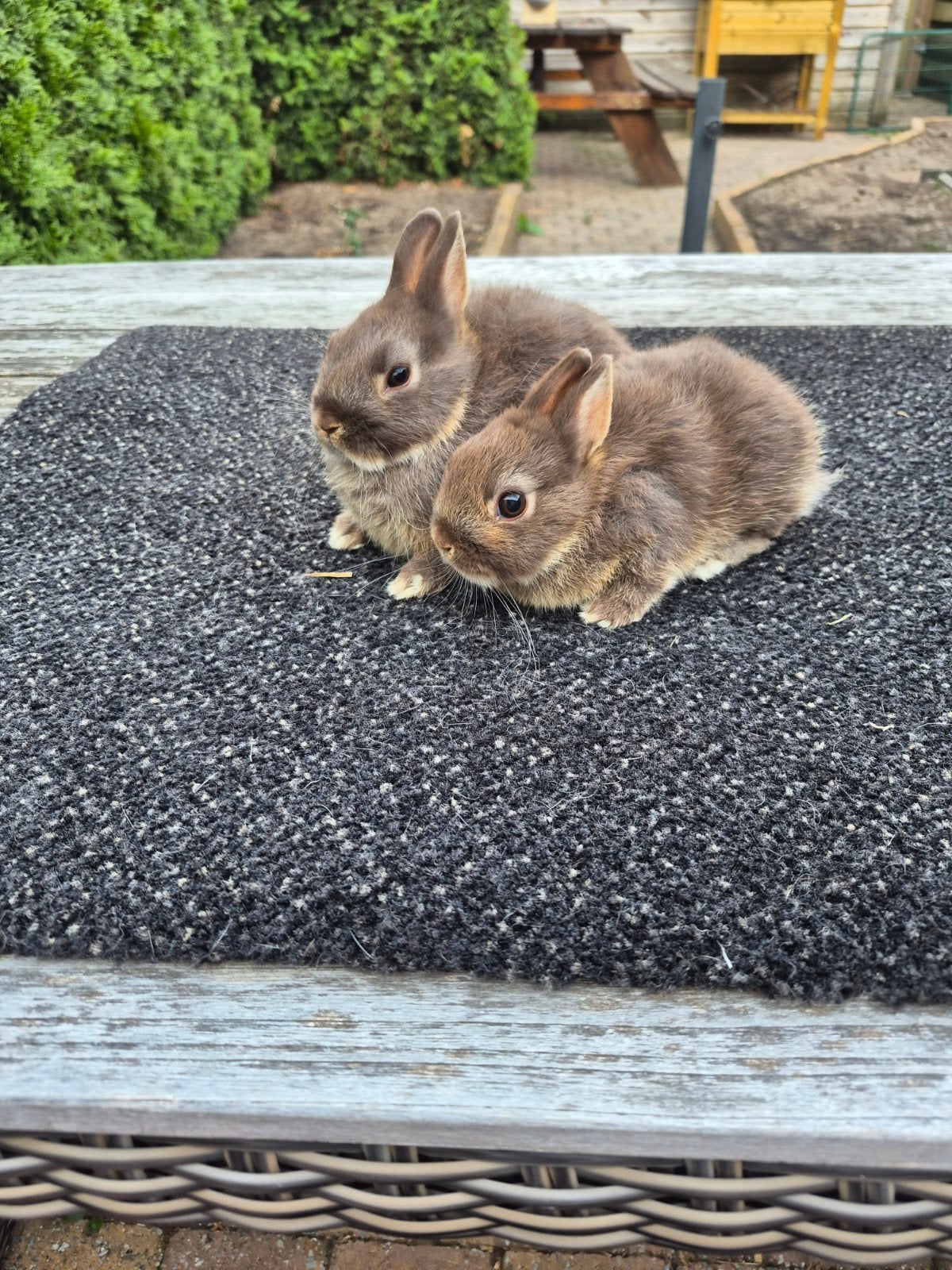 super lieve baby dwerg konijntjes, Meerdere dieren, Dwerg