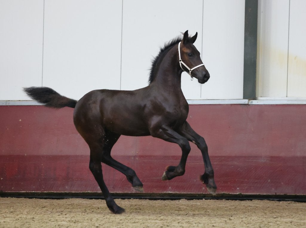 Fries hengst veulen, Dieren en Toebehoren, Minder dan 160 cm, Niet van toepassing, 0 tot 2 jaar, Hengst