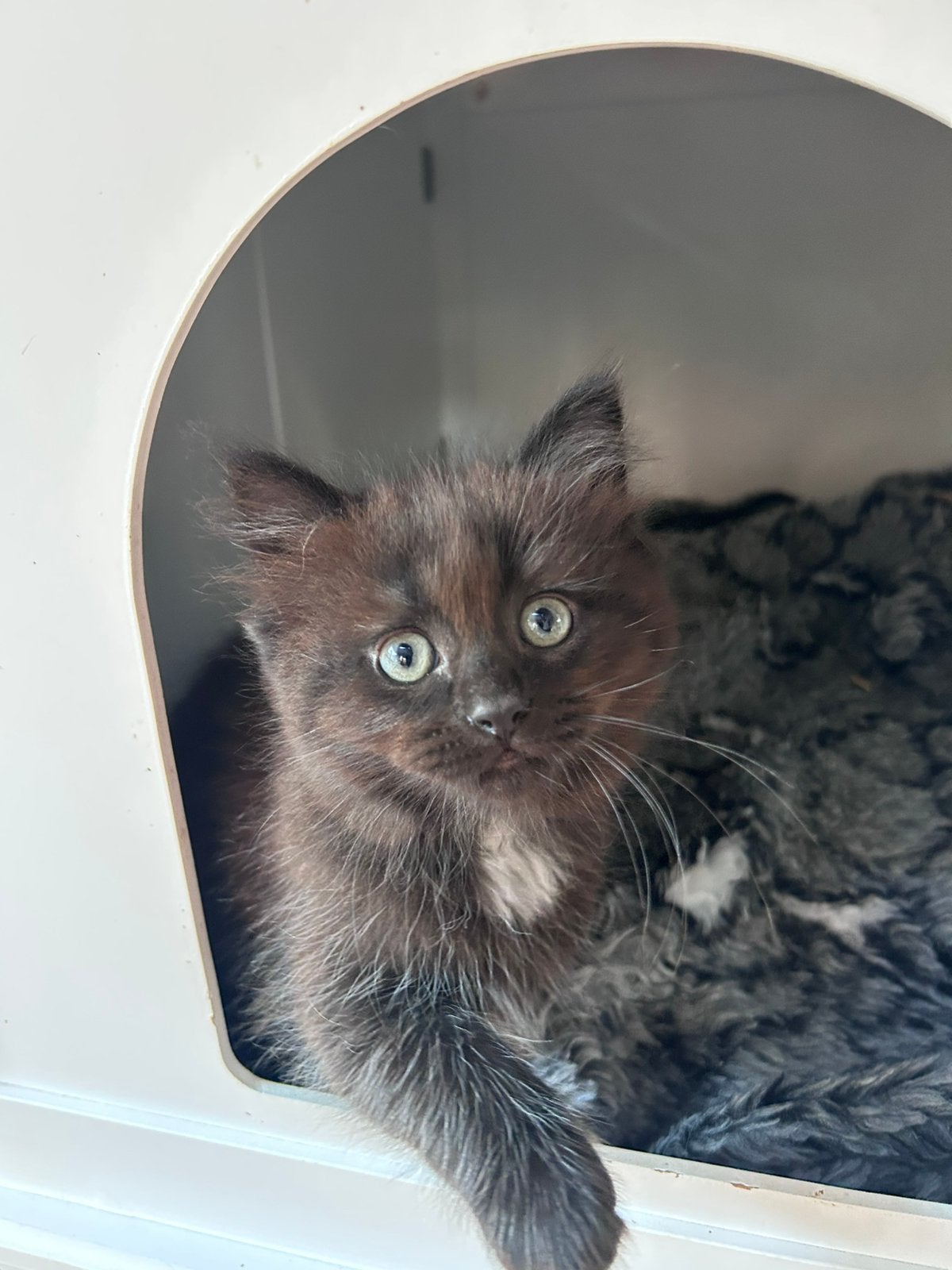 ragdoll kittens met stamboom, Meerdere dieren, Gechipt