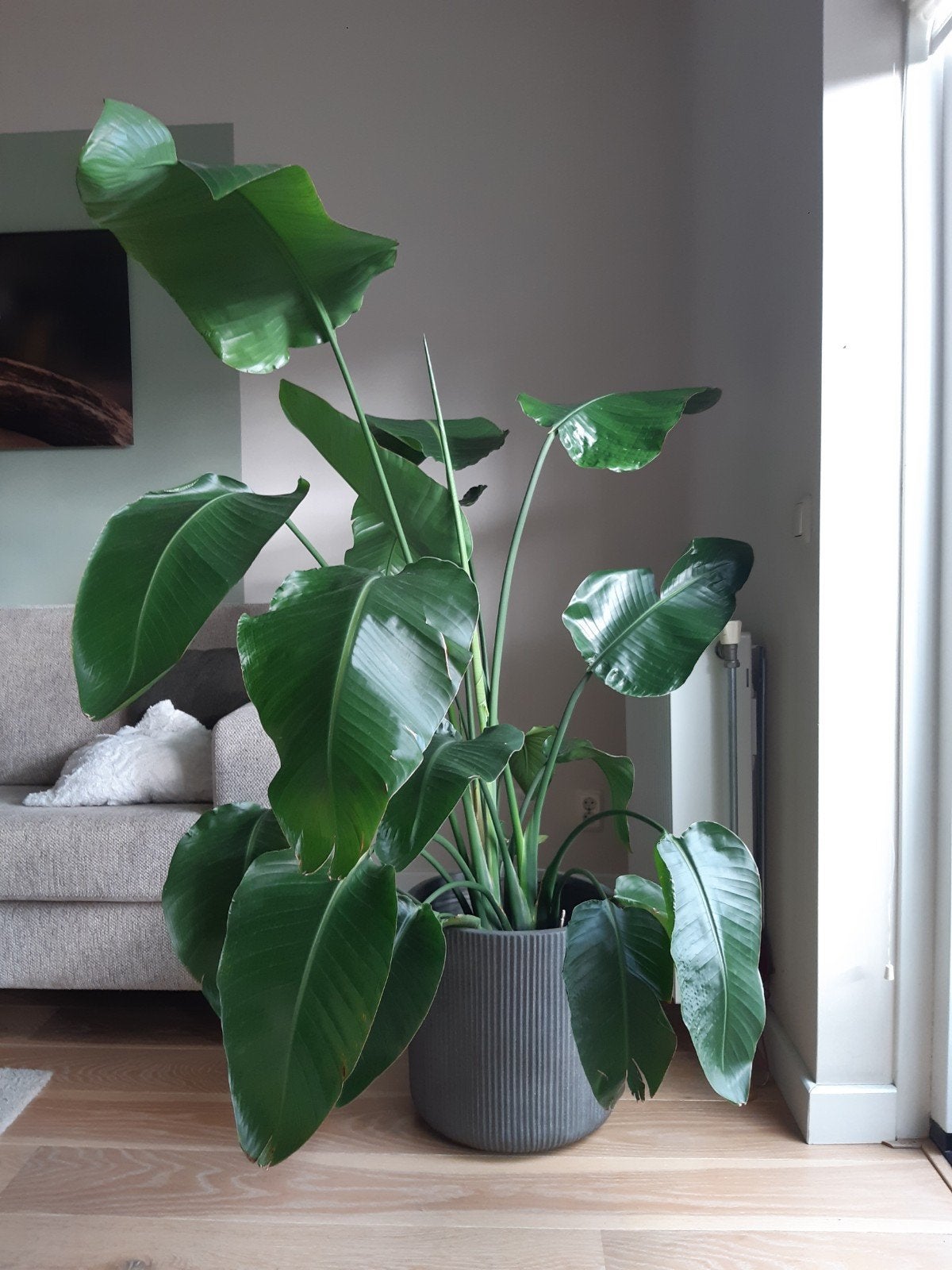 Prachtige strelitzia nicolai ca 1.5 meter, kamerplant hoog, Ophalen, 100 tot 150 cm, Overige soorten, Volle zon
