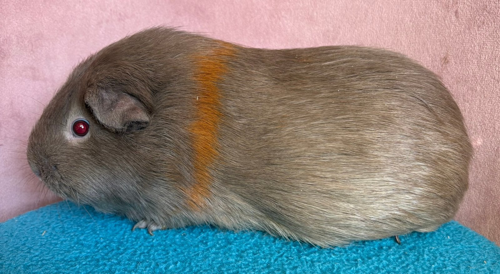 Gladhaar slate goud cavia zeugje, Vrouwelijk, Tam, Maart, Cavia