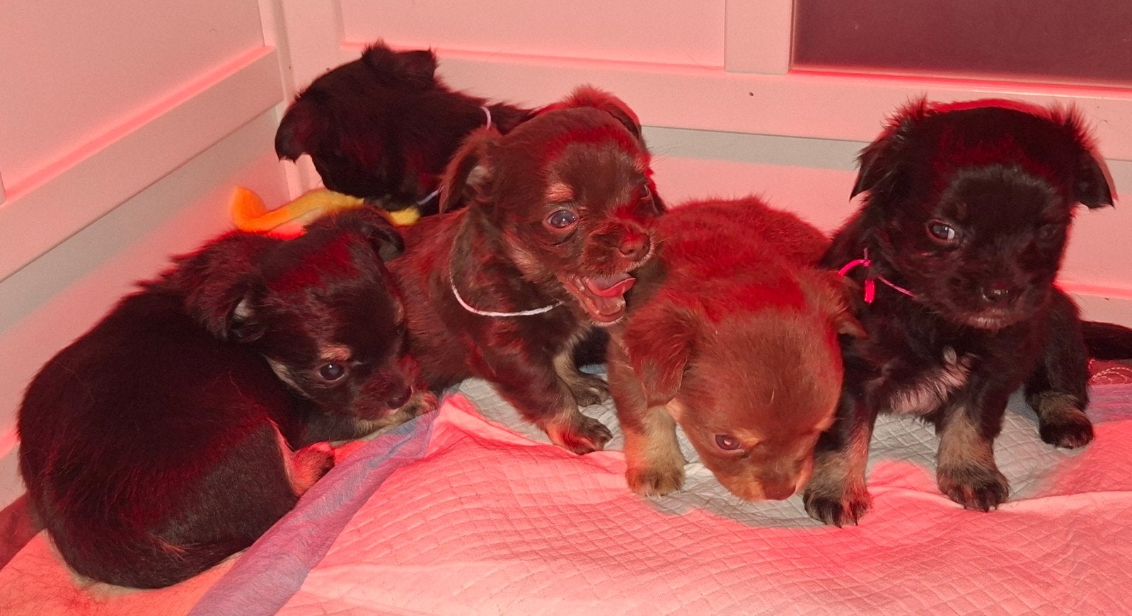Te koop lieve Chihuahua puppys langhaar, Parvo, 8 tot 15 weken, Meerdere, Meerdere dieren