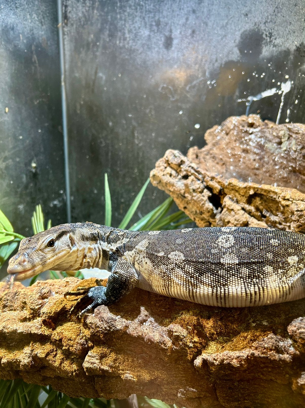 Axanthic Varanus Salvator Monitor Lizard - male for sale from PPR