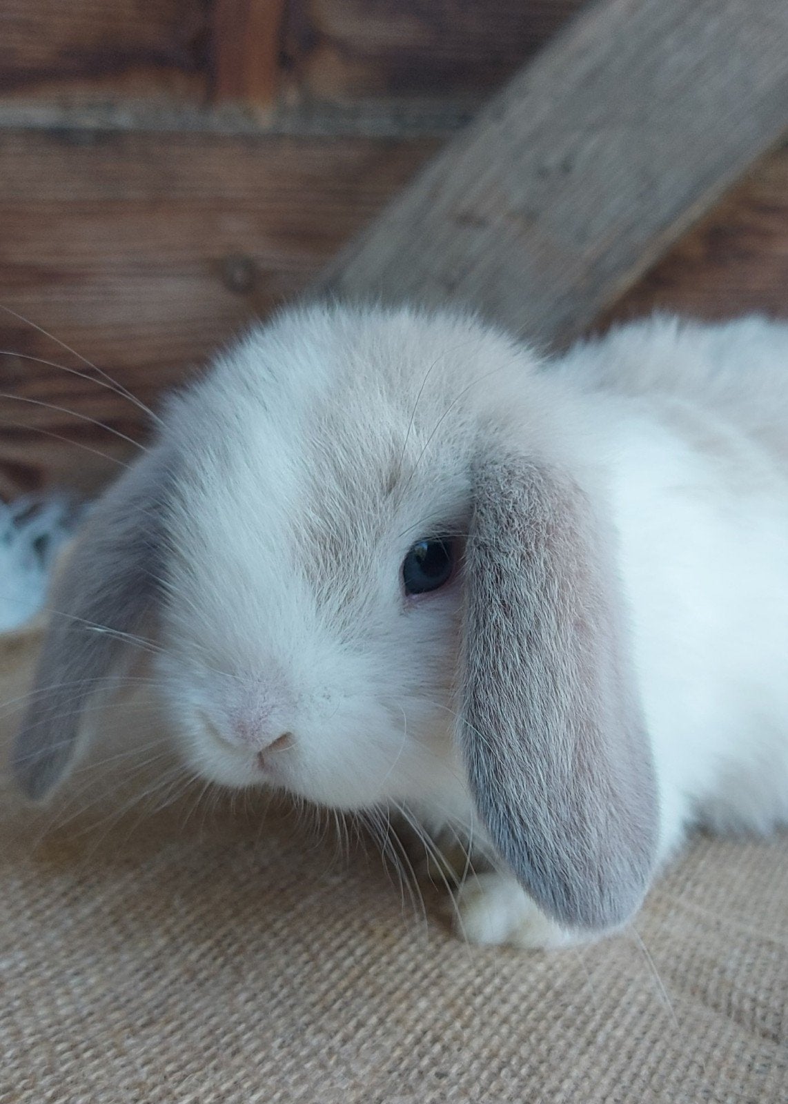 knap minilop konijntje, Dieren en Toebehoren, Konijnen, Mannelijk, Klein, Hangoor, 0 tot 2 jaar
